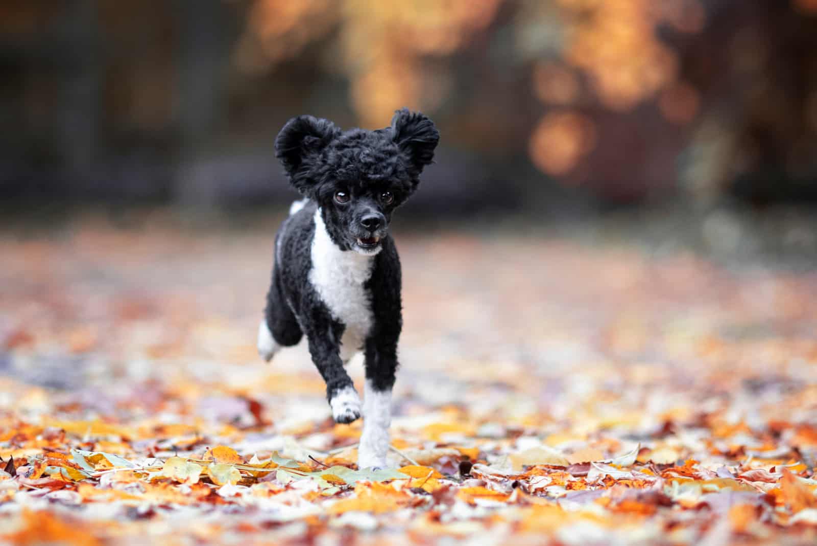 in Autumn a black and white poodle runs through the park