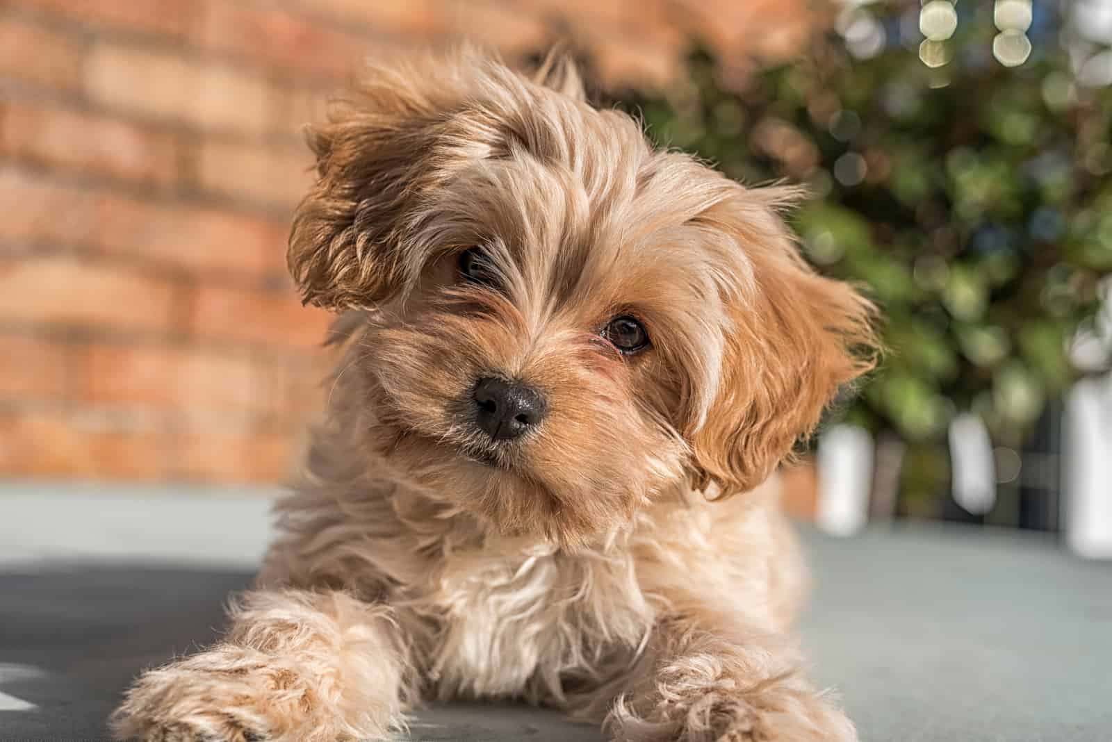 little Cavapoochon looking at the camera