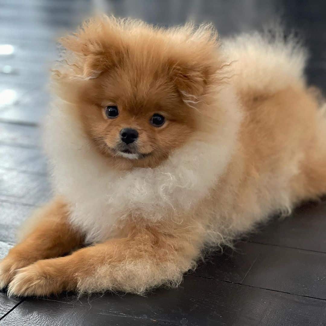 little Pomeranian dog lying on the floor