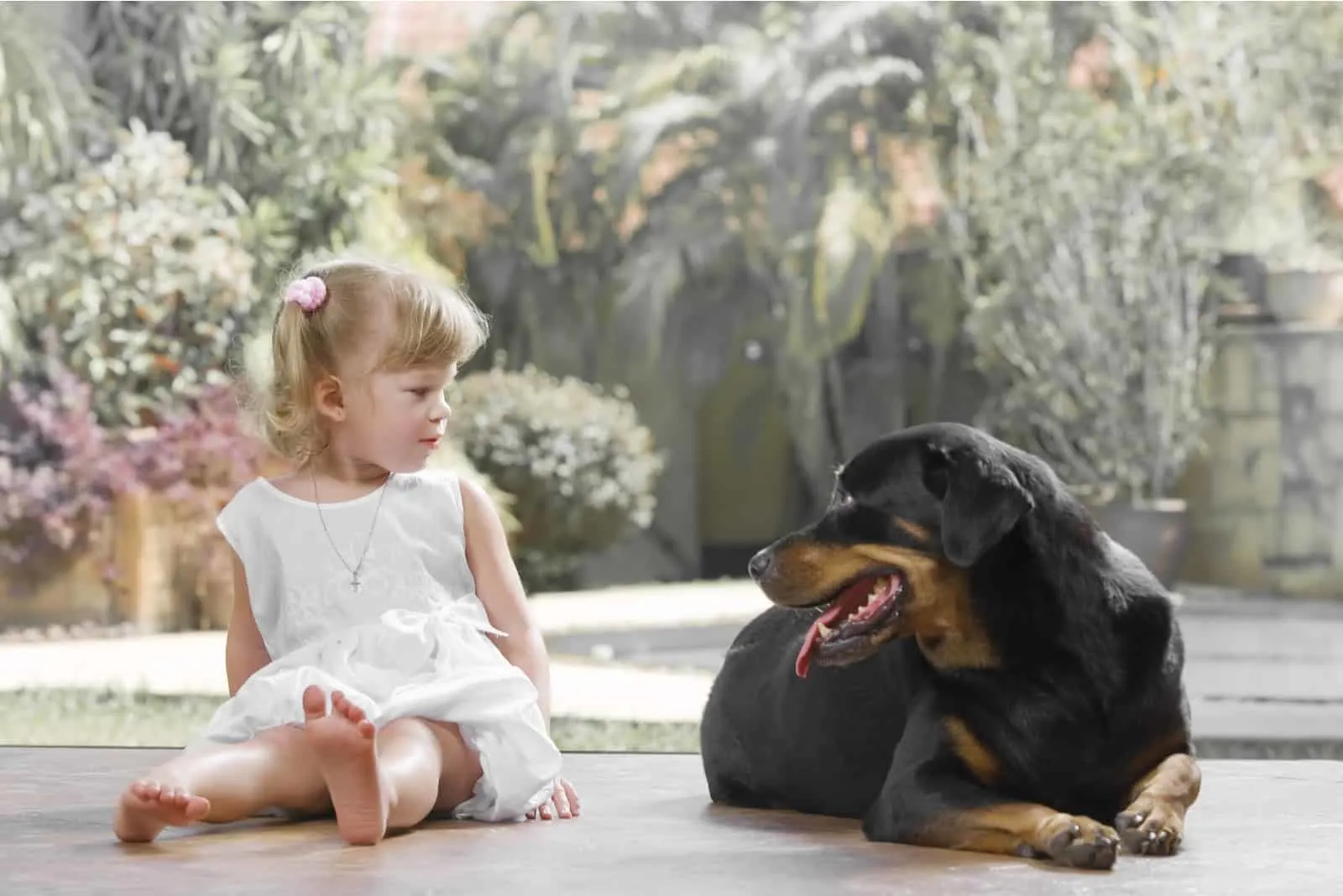 little girl with rottweiler dog