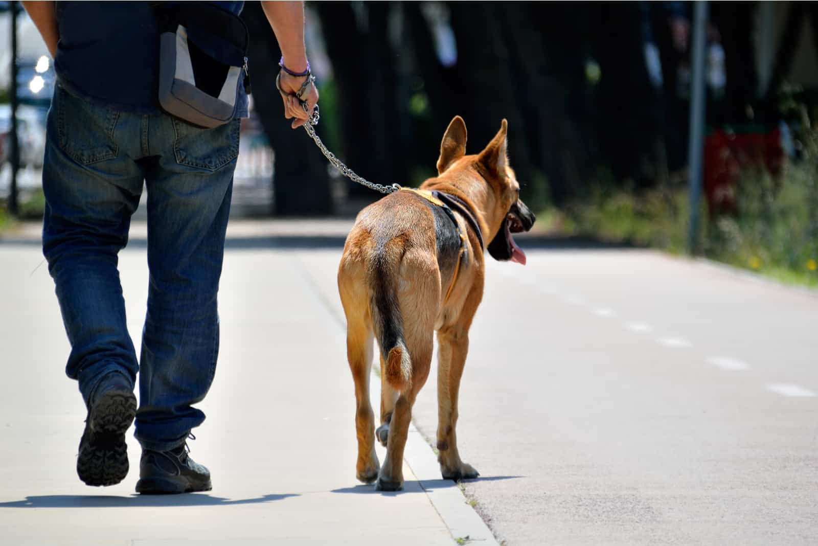 man walking with his german shepherd dog on the city