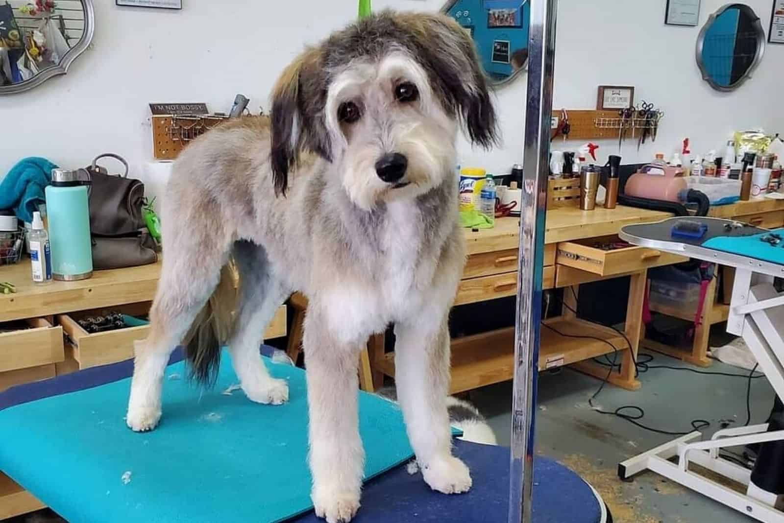 mixed dog in grooming salon on grooming