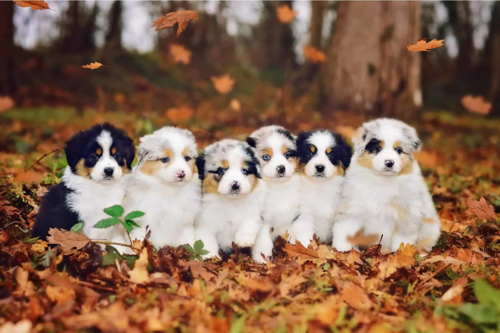 on Autumn in the park on dry leaves sits 6 adorable Australian Shepherd puppies