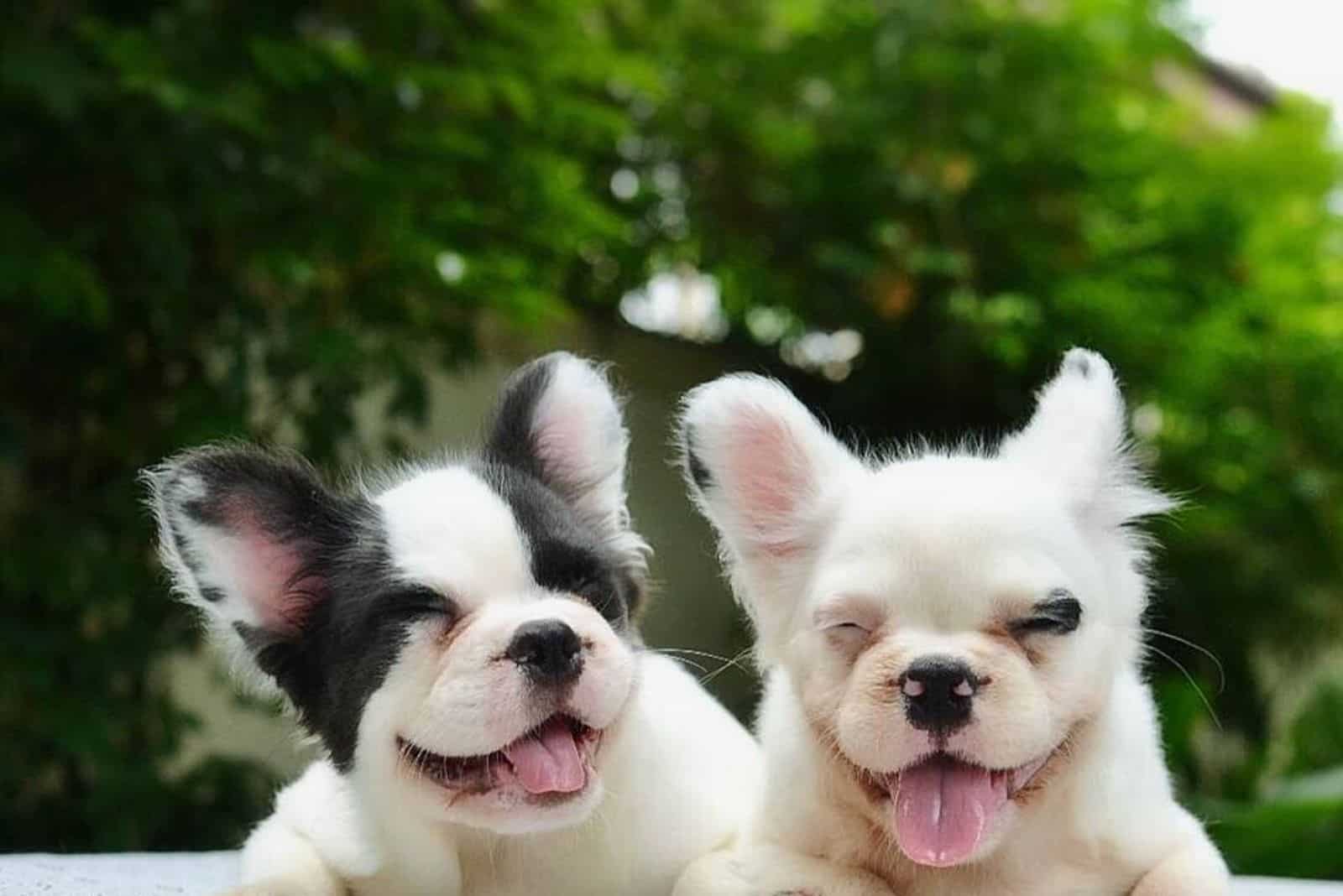 outside lie two French Bulldog puppies