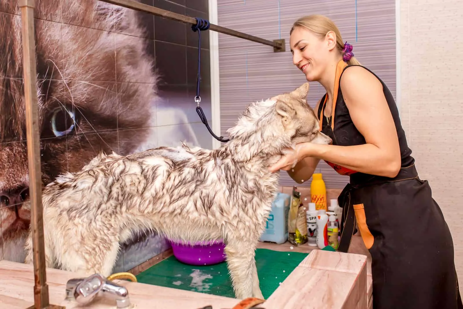 owner bathing siberian husky