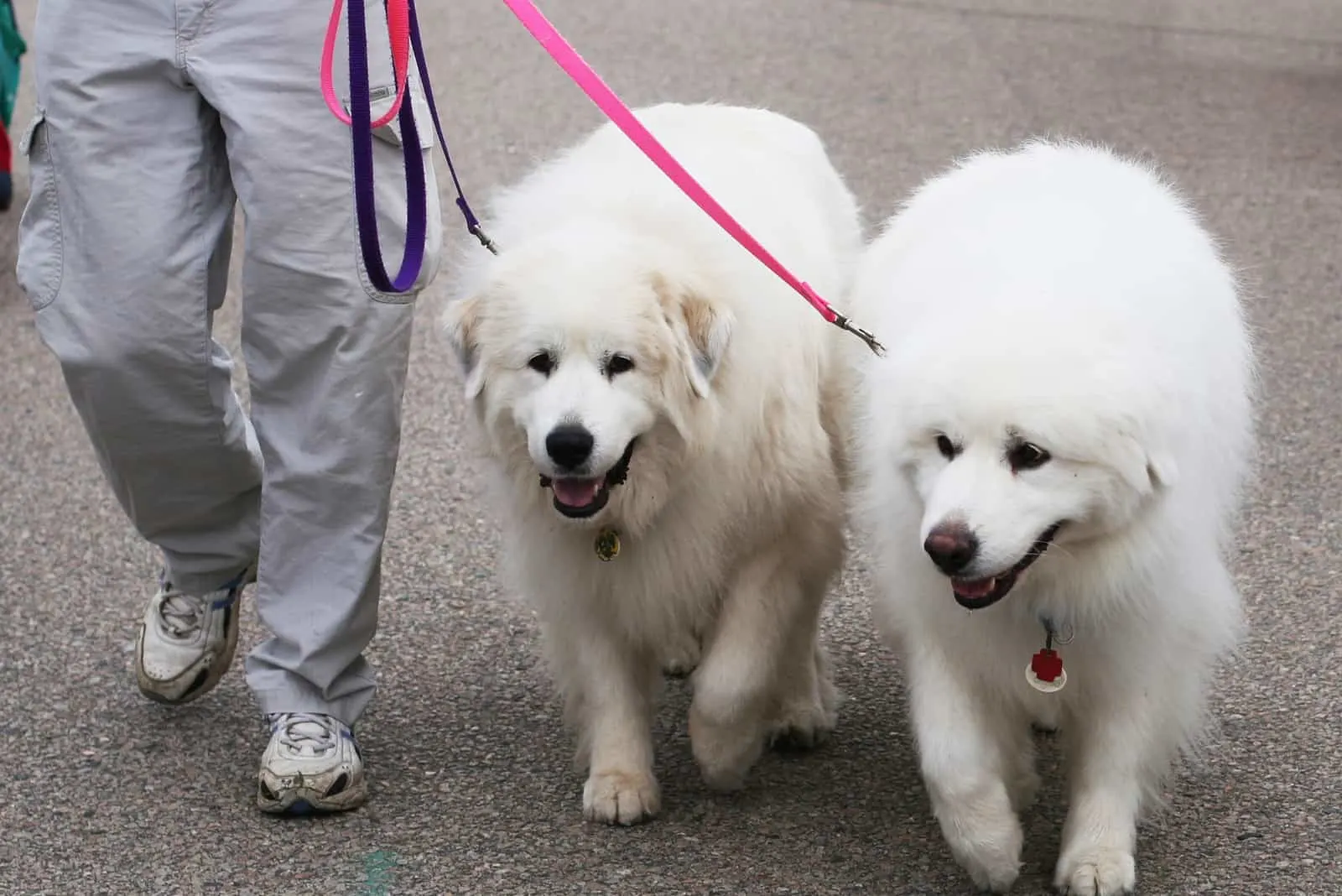 owner walking with two Great Pyrenees dogs