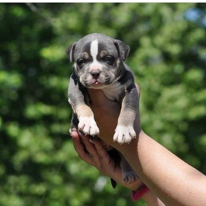 person holding a Gotti Pitbull