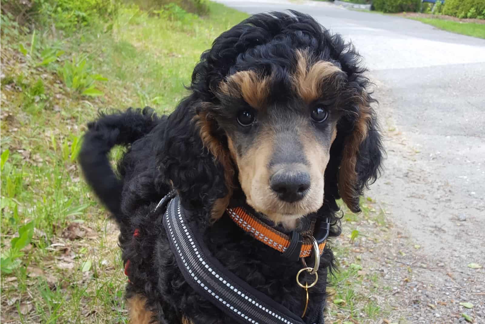 phantom standard poodle puppy on a walk