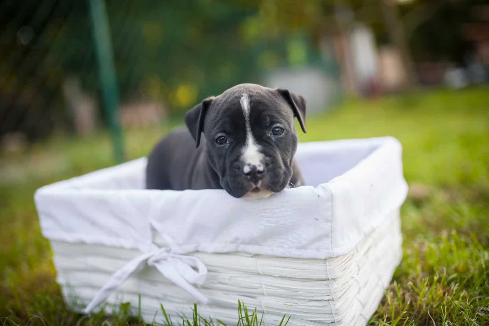 pit bull puppy in a basket on the grass