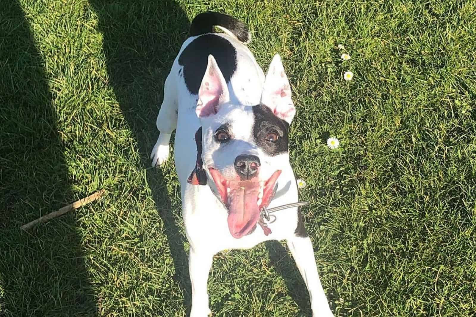 playful black and white dog on the grass in the park