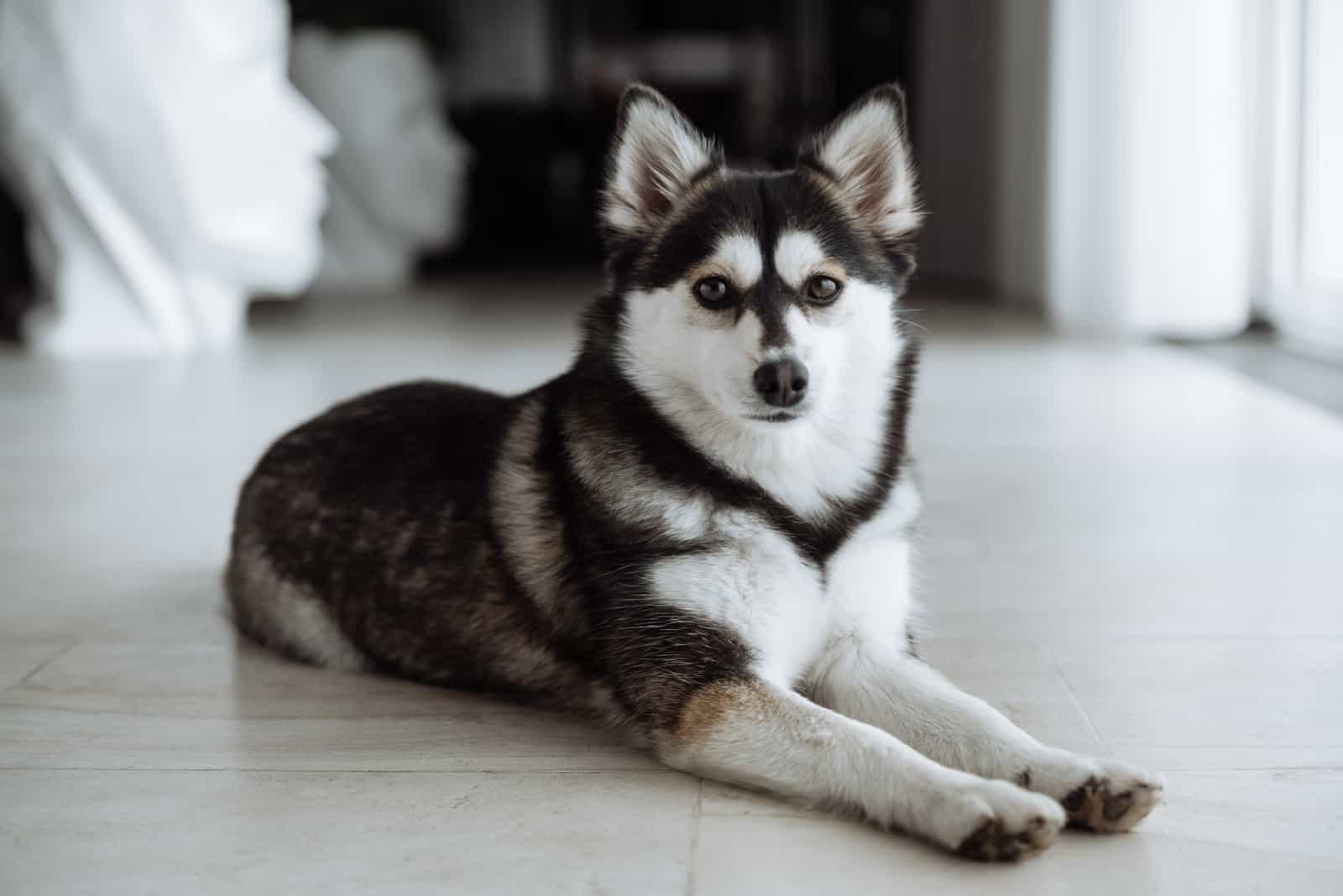 pomsky dog lies on the floor in the house