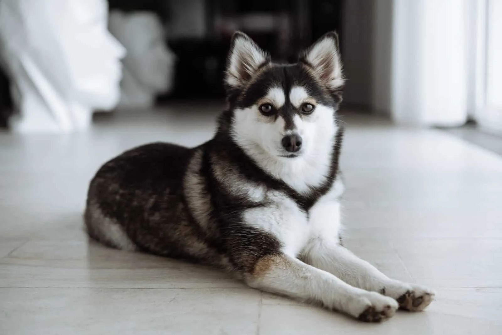 pomsky dog lies on the floor in the house
