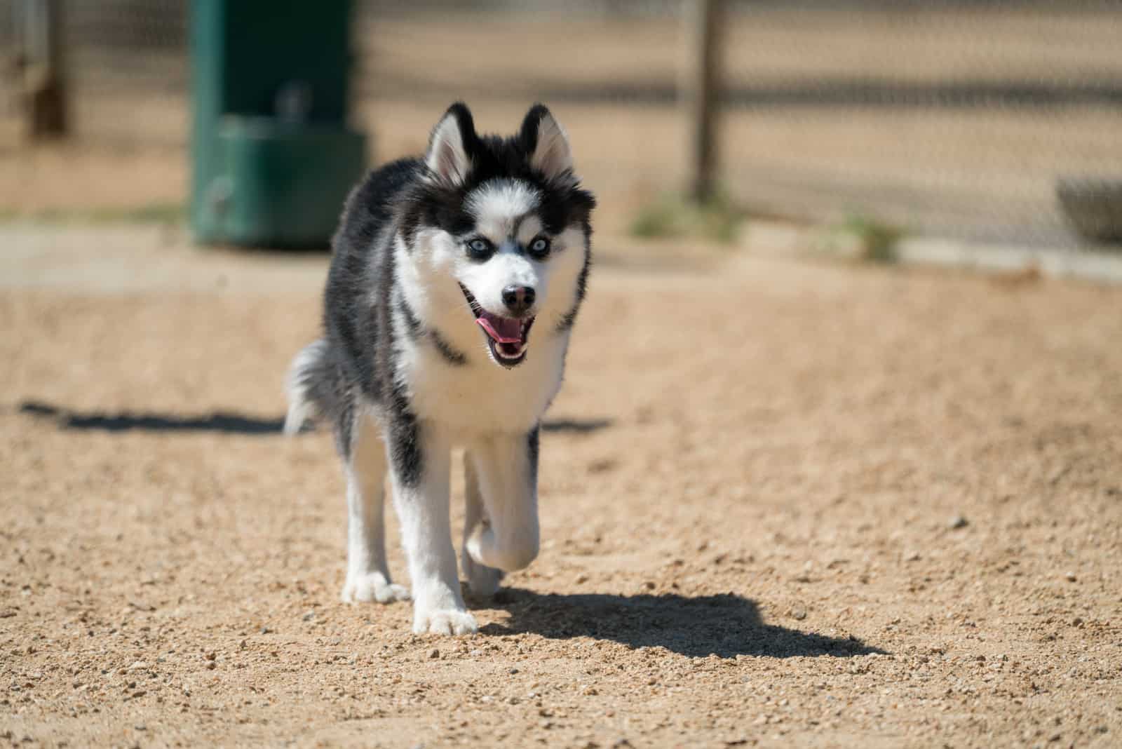 pomsky dog running with tongue out