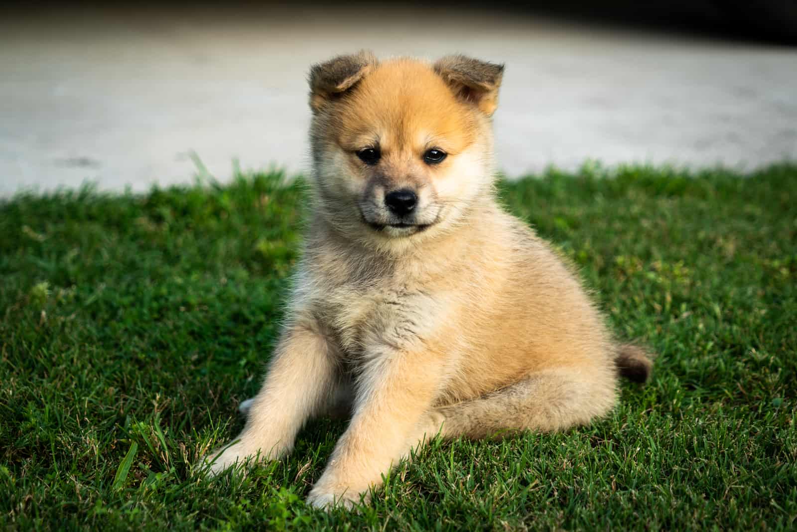 pomsky puppy sitting on the grass