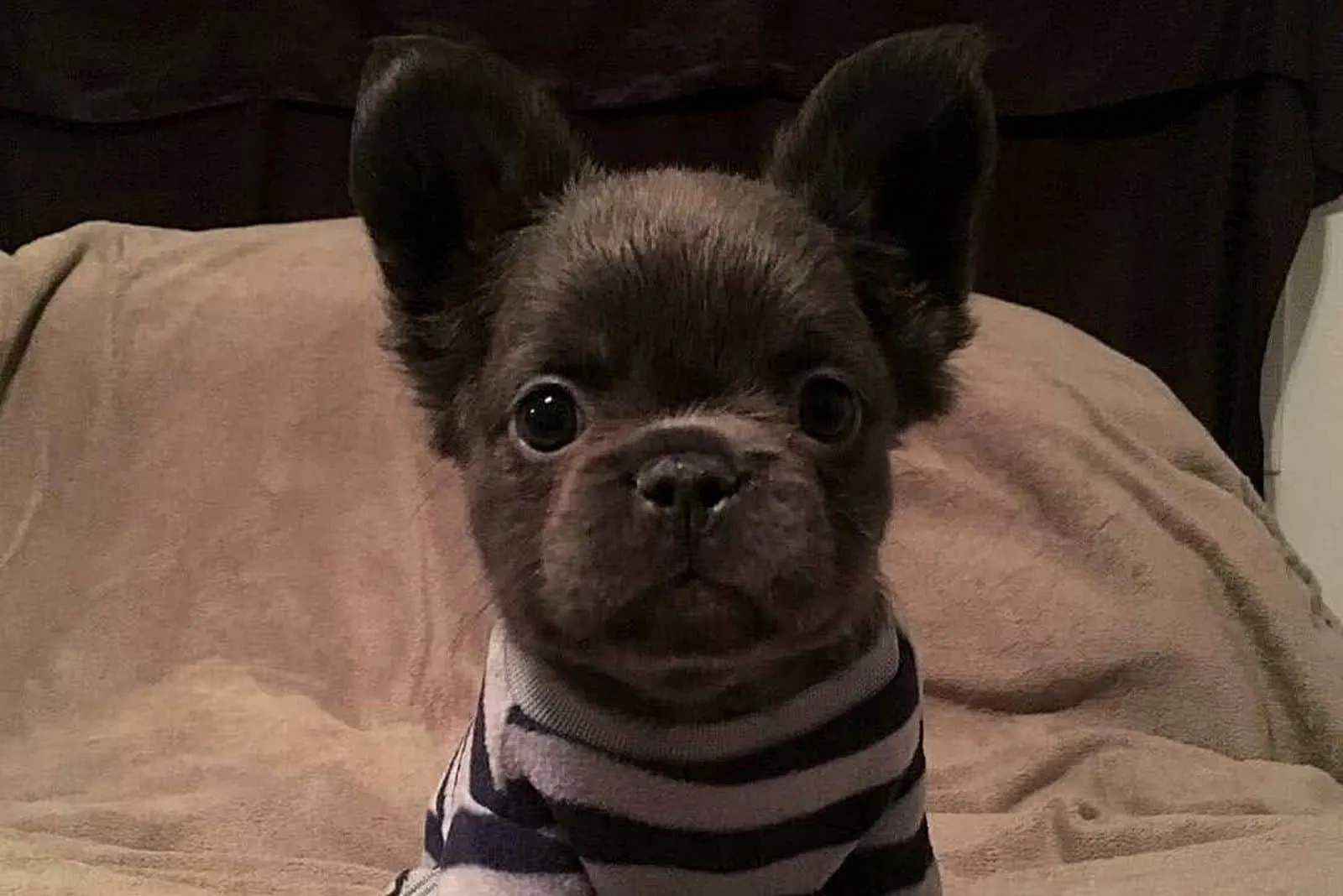 portrait of Fluffy Frenchie puppy
