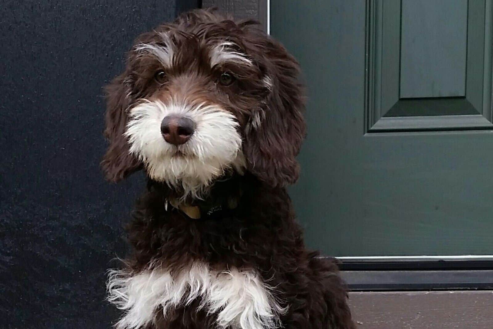 portrait of Phantom Goldendoodle dog