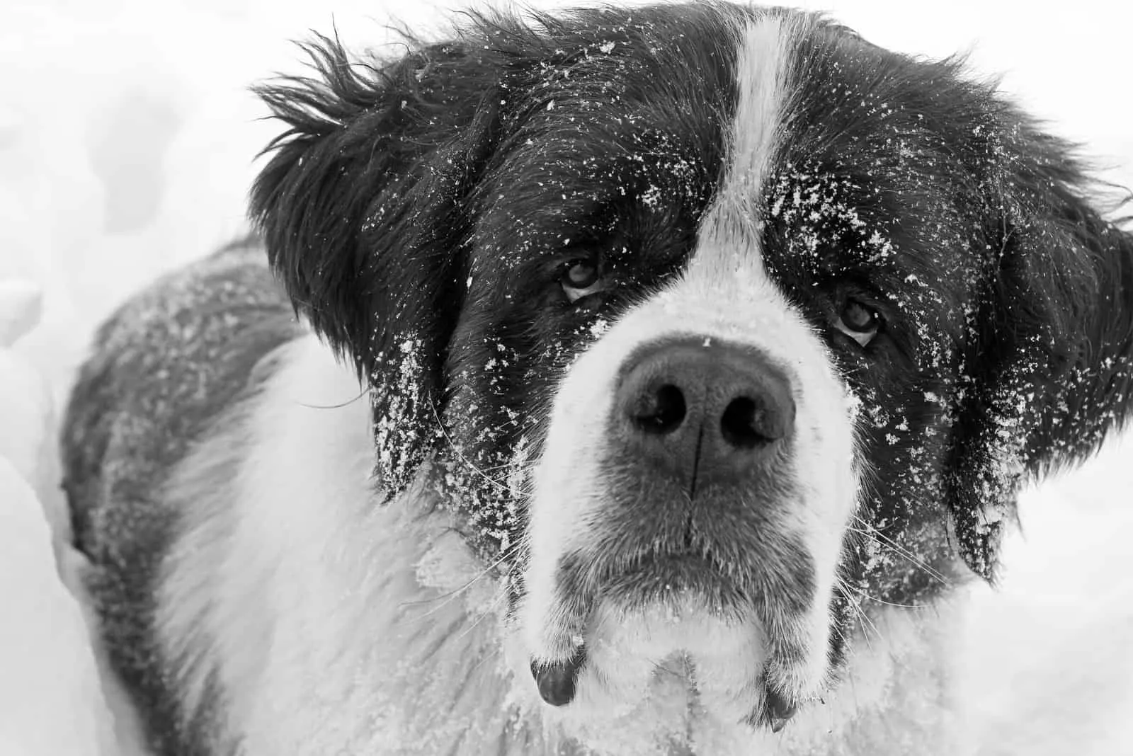 portrait of Saint Bernard dog in the snow