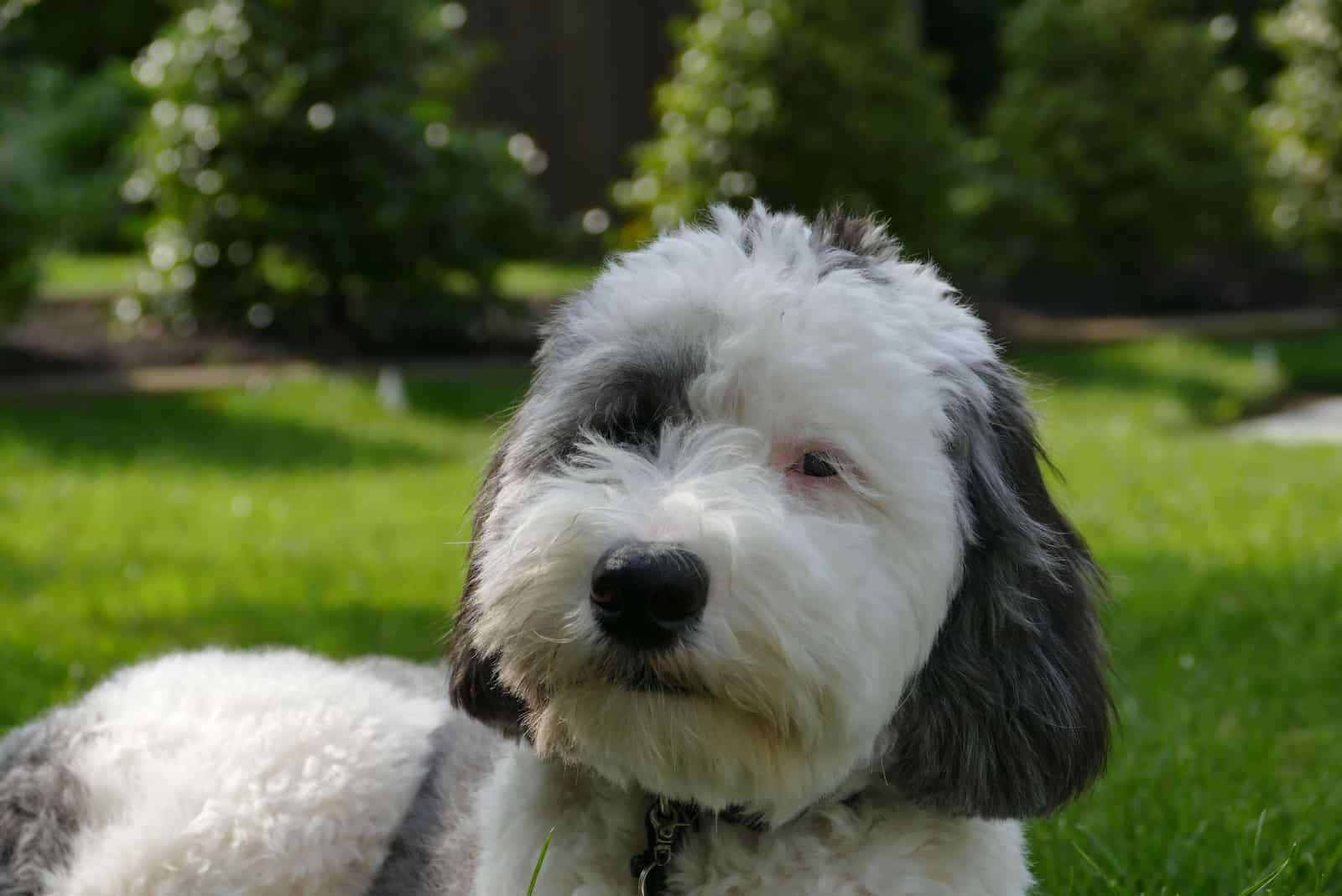 portrait of a Sheepadoodle puppy in the park