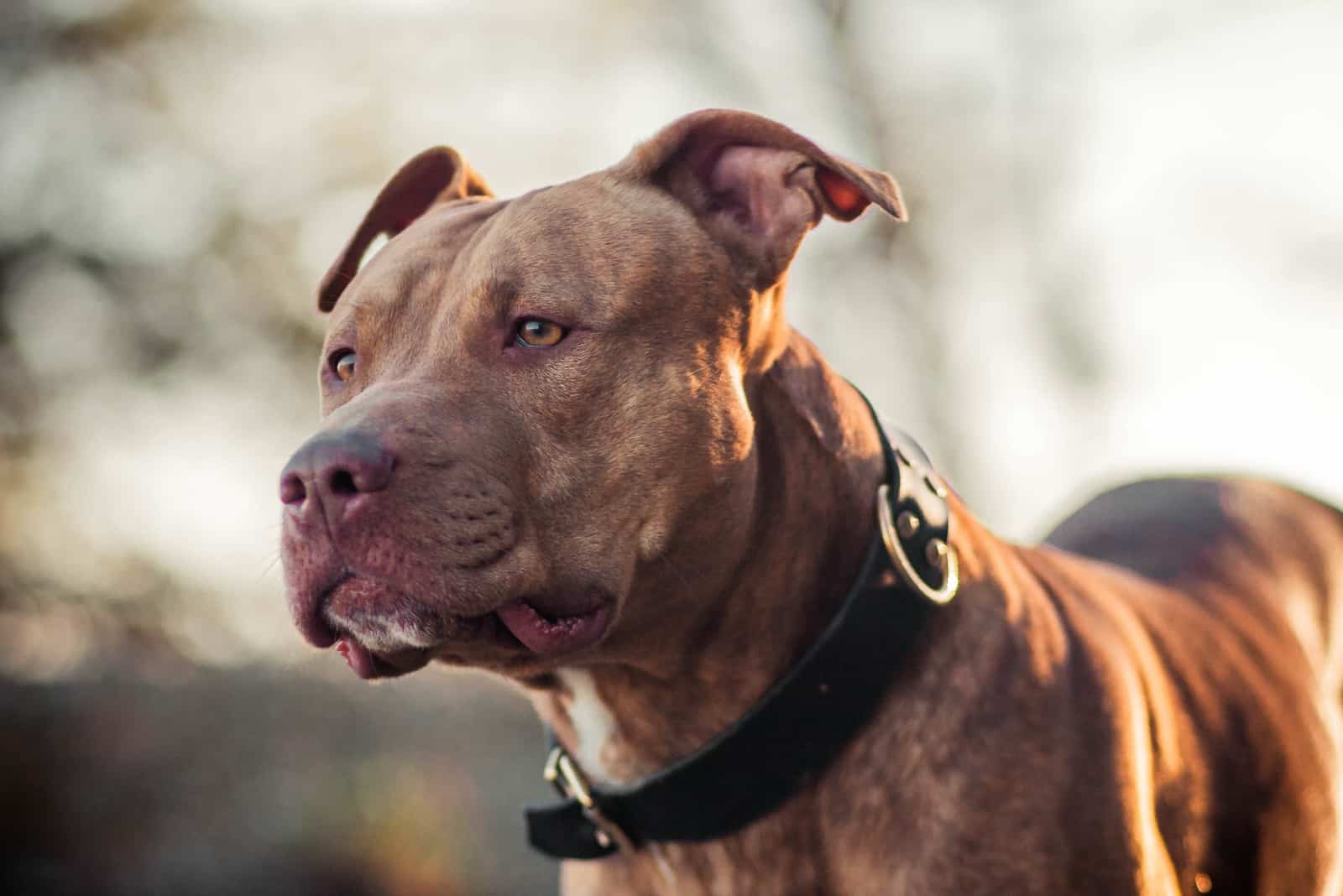 portrait of a beautiful brown pitbull