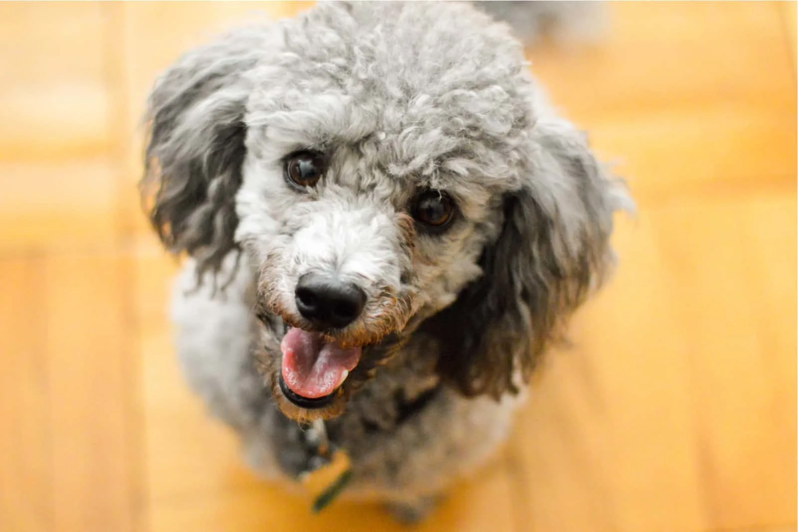 portrait of a beautiful mini poodle