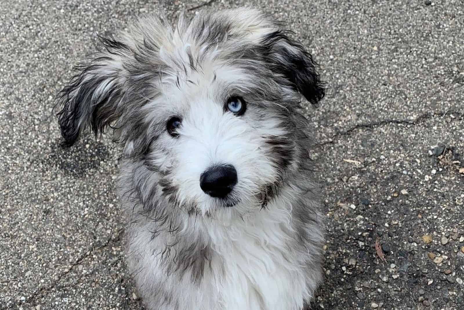 portrait of a beautiful mixed breed dog