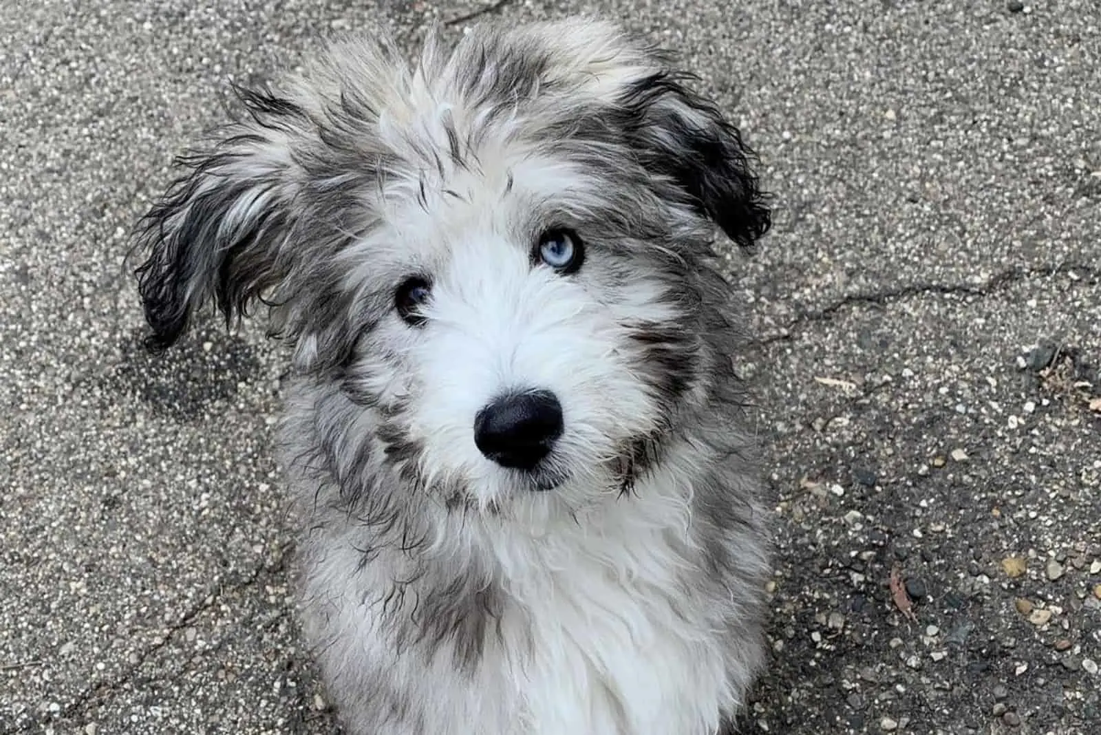 portrait of a beautiful mixed breed dog