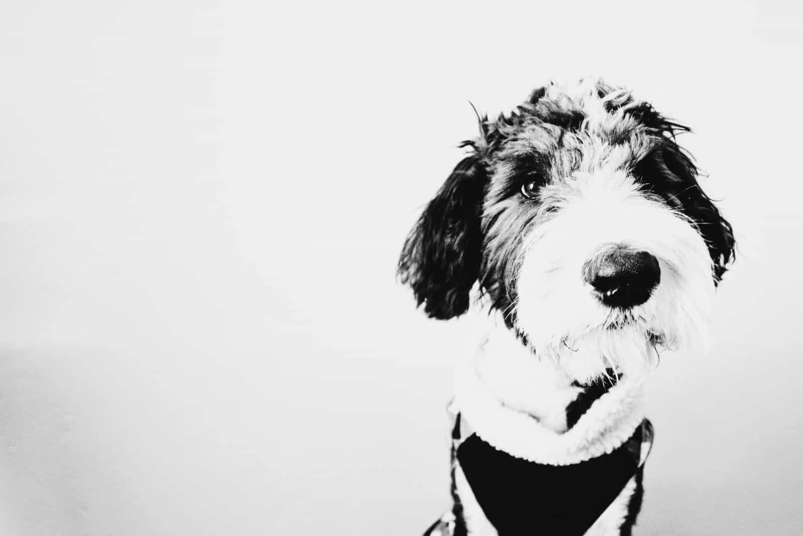 portrait of a black and white Sheepadoodle puppy