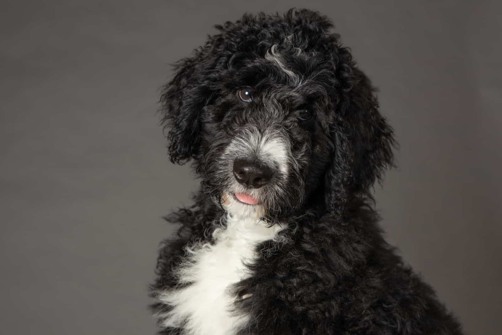 portrait of a black bernedoodle dog