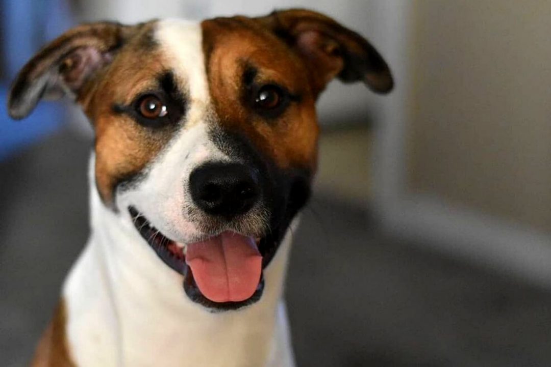 Jack Rusell Pit Bull Mix All You Need To Know About The Jack Pit