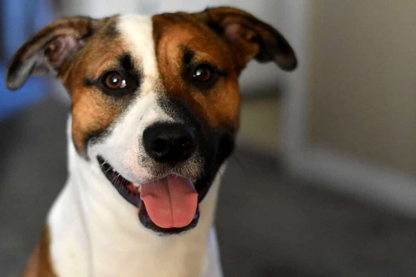 portrait of a brown white crossbreed dog