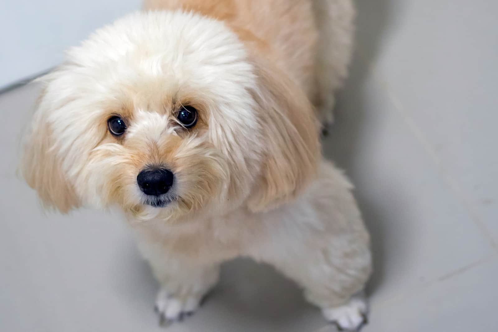 portrait of a creamy poodle