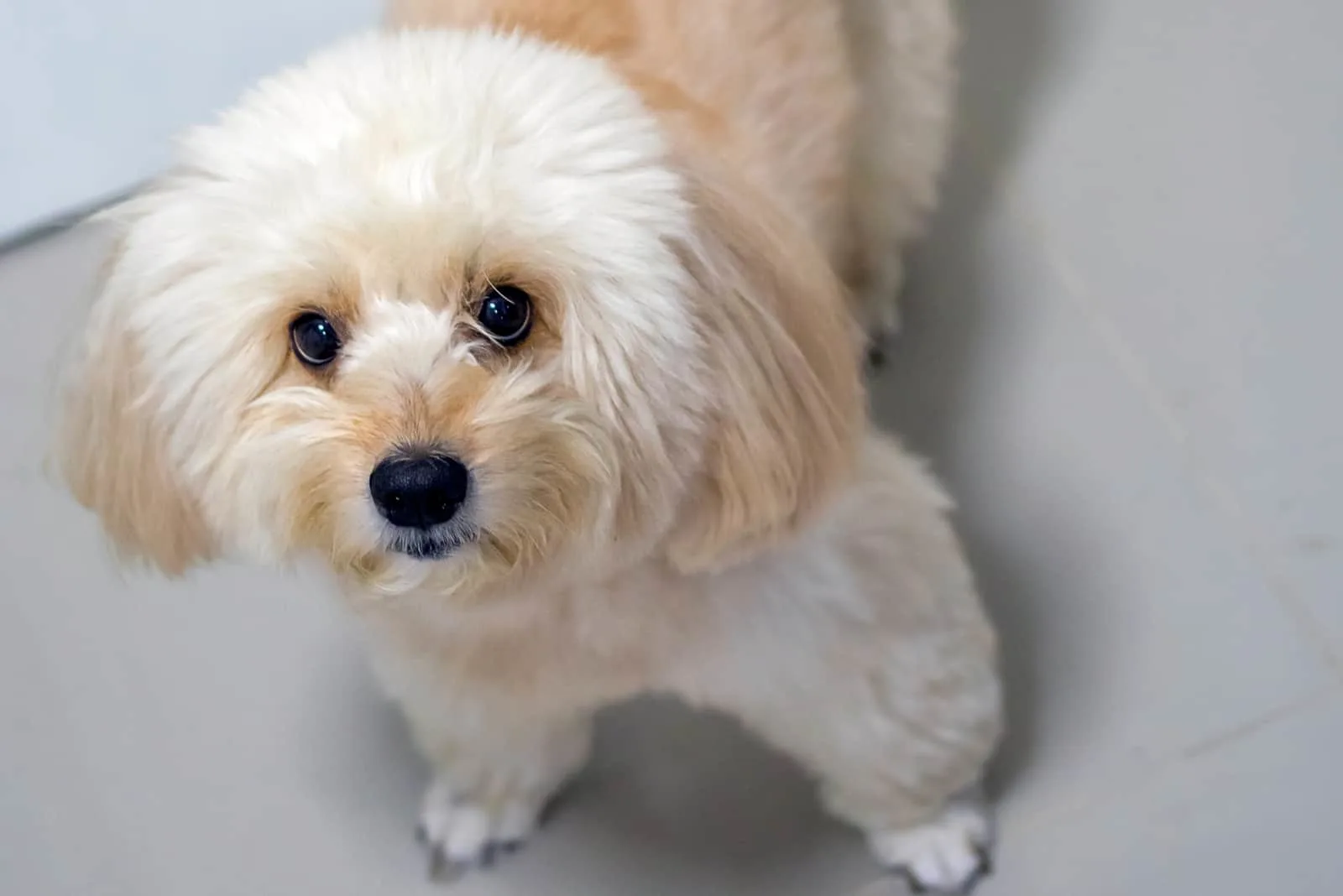 portrait of a creamy poodle