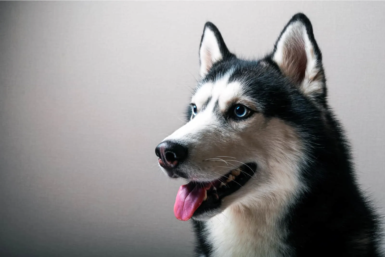 portrait of a husky dog with blue eyes