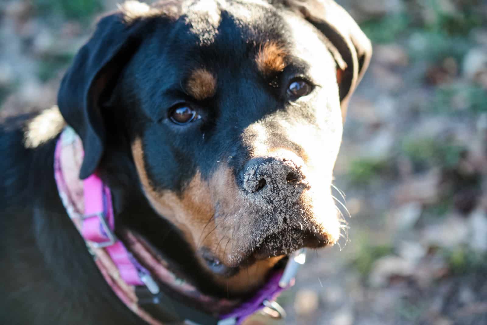 portrait of a young female rottweiler dog