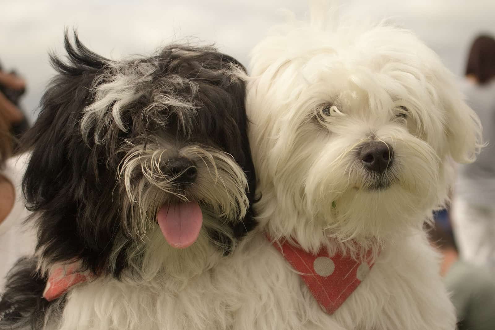portrait of two shaggy dogs
