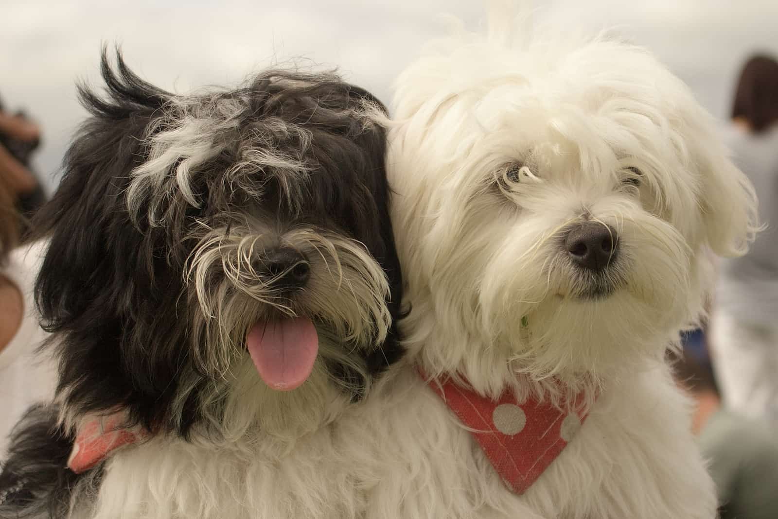 portrait of two shaggy dogs