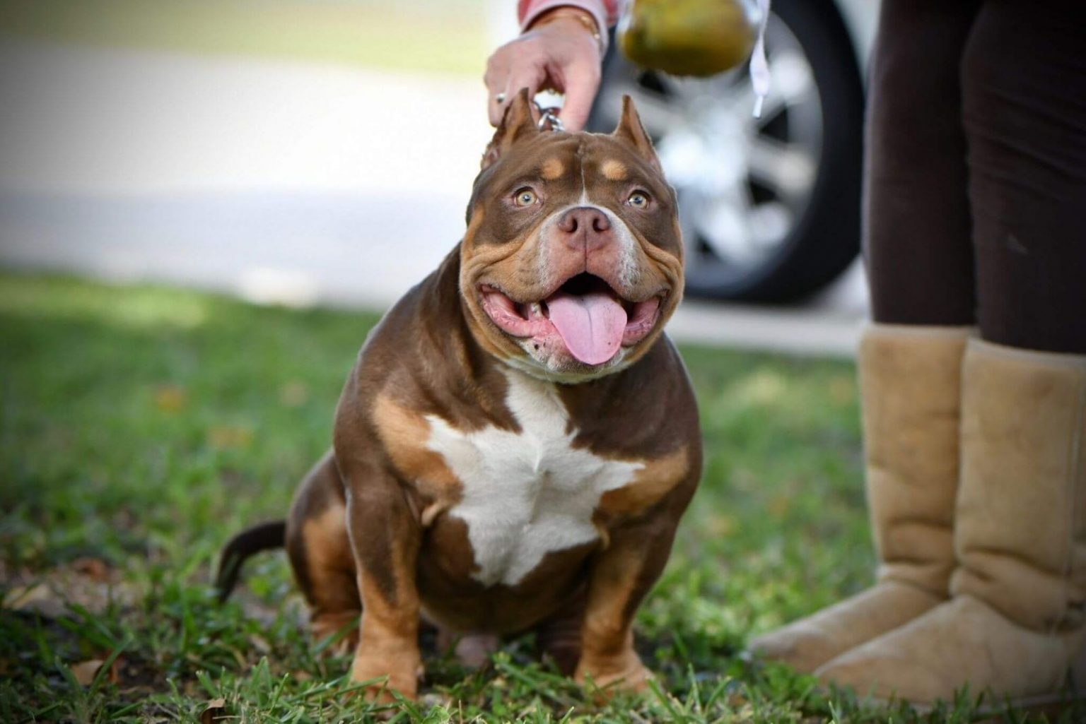 Tri Color Pitbull What Color Combinations Are There? Explained