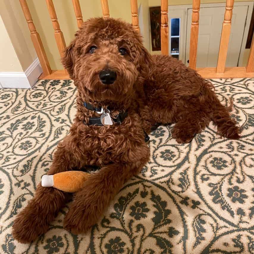 red goldendoodle