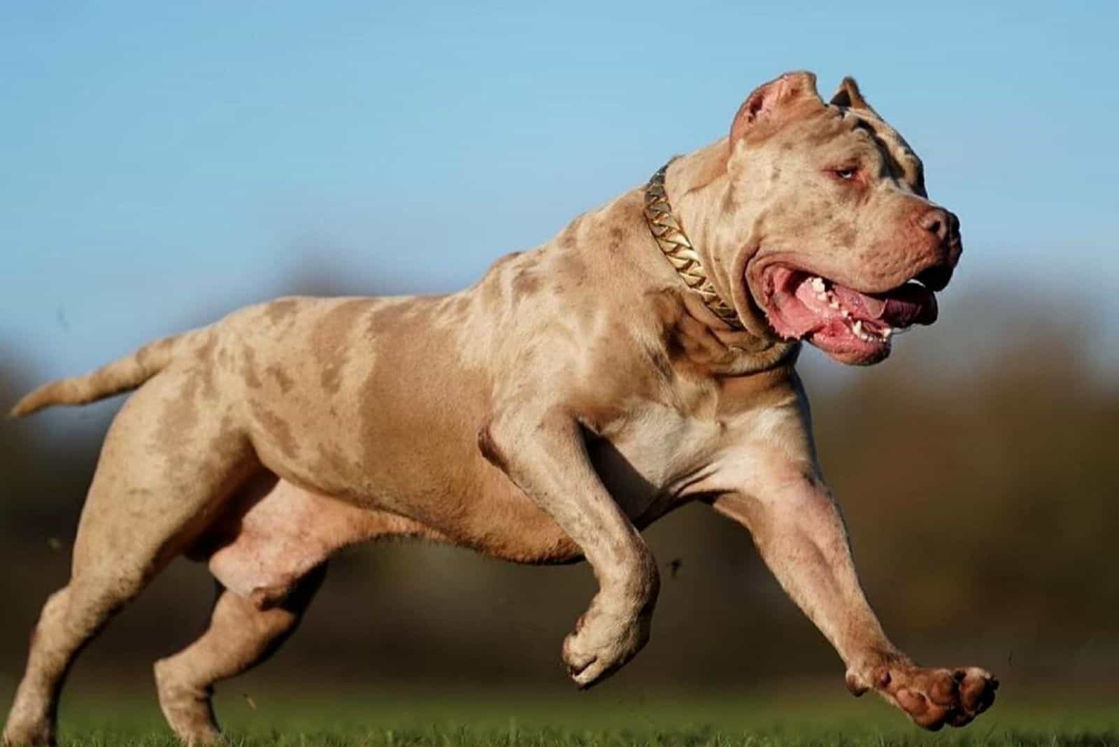 Merle Pitbull Controversial Color Of A Controversial Breed