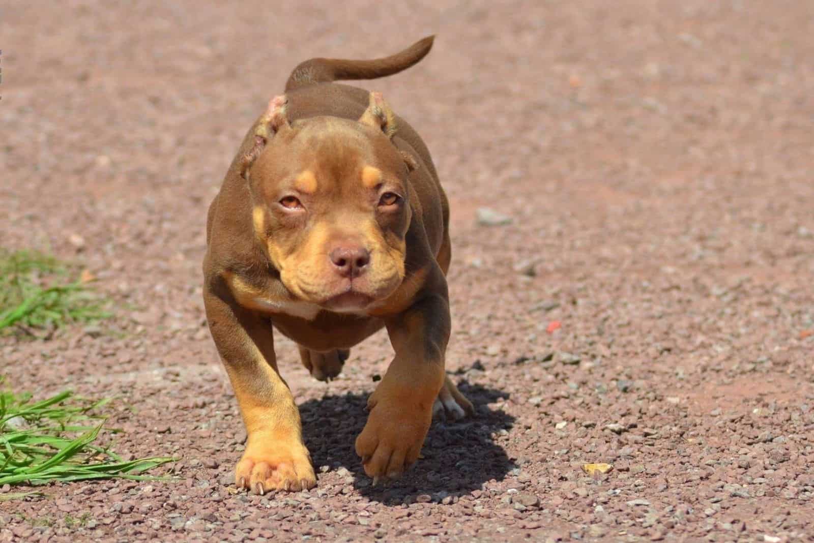 red tri color pitbull