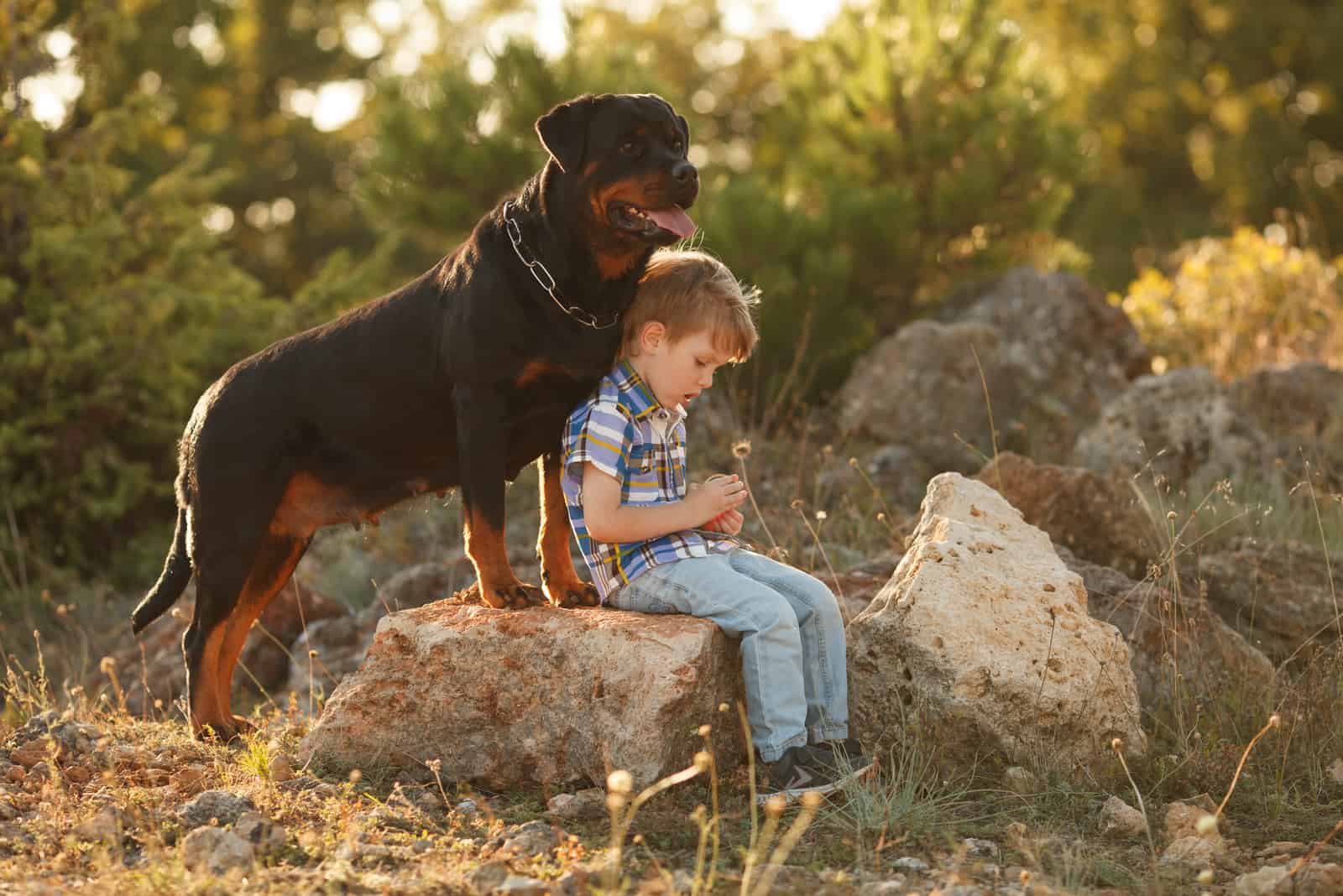 rottweiler dog outside with boy