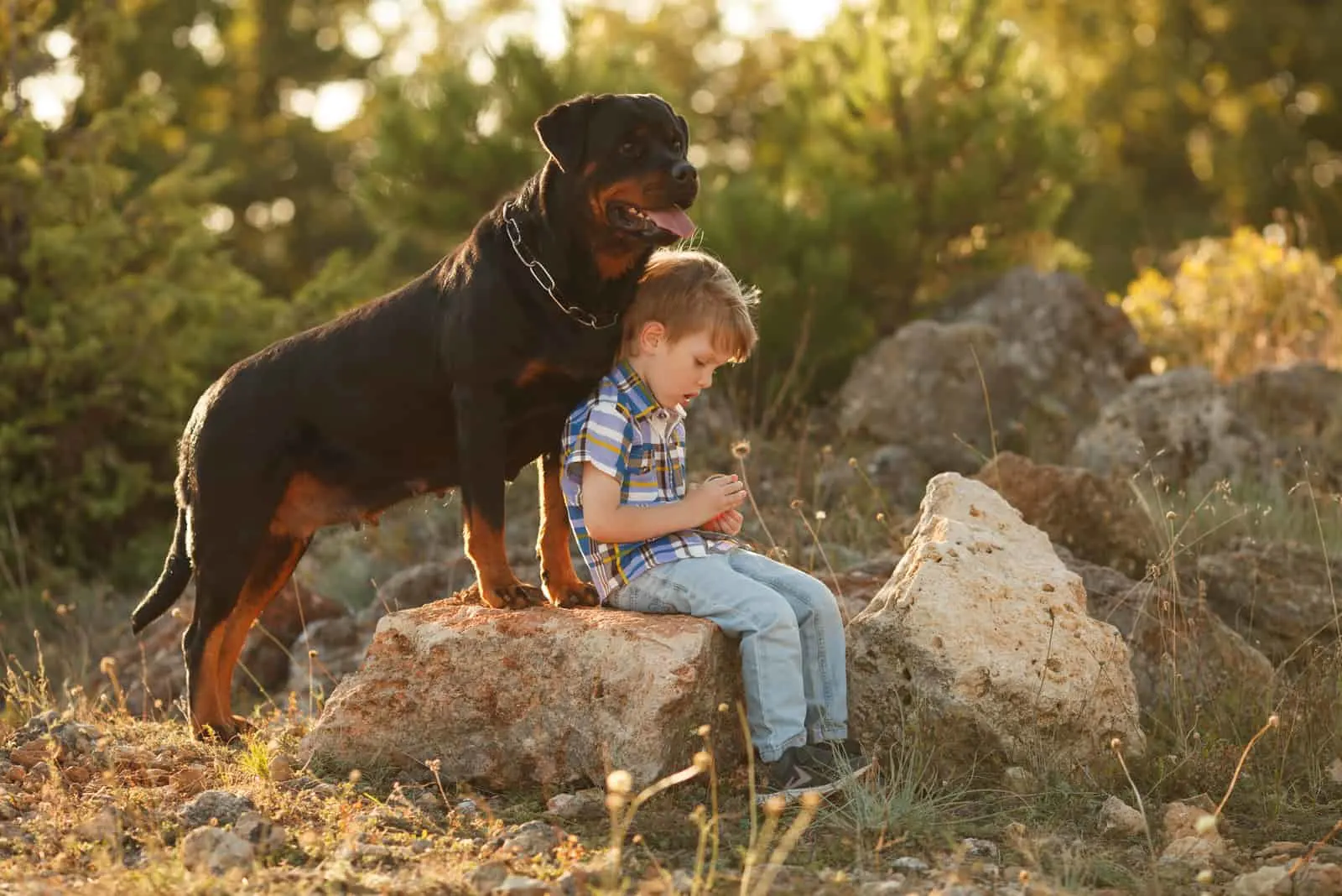 rottweiler dog outside with boy