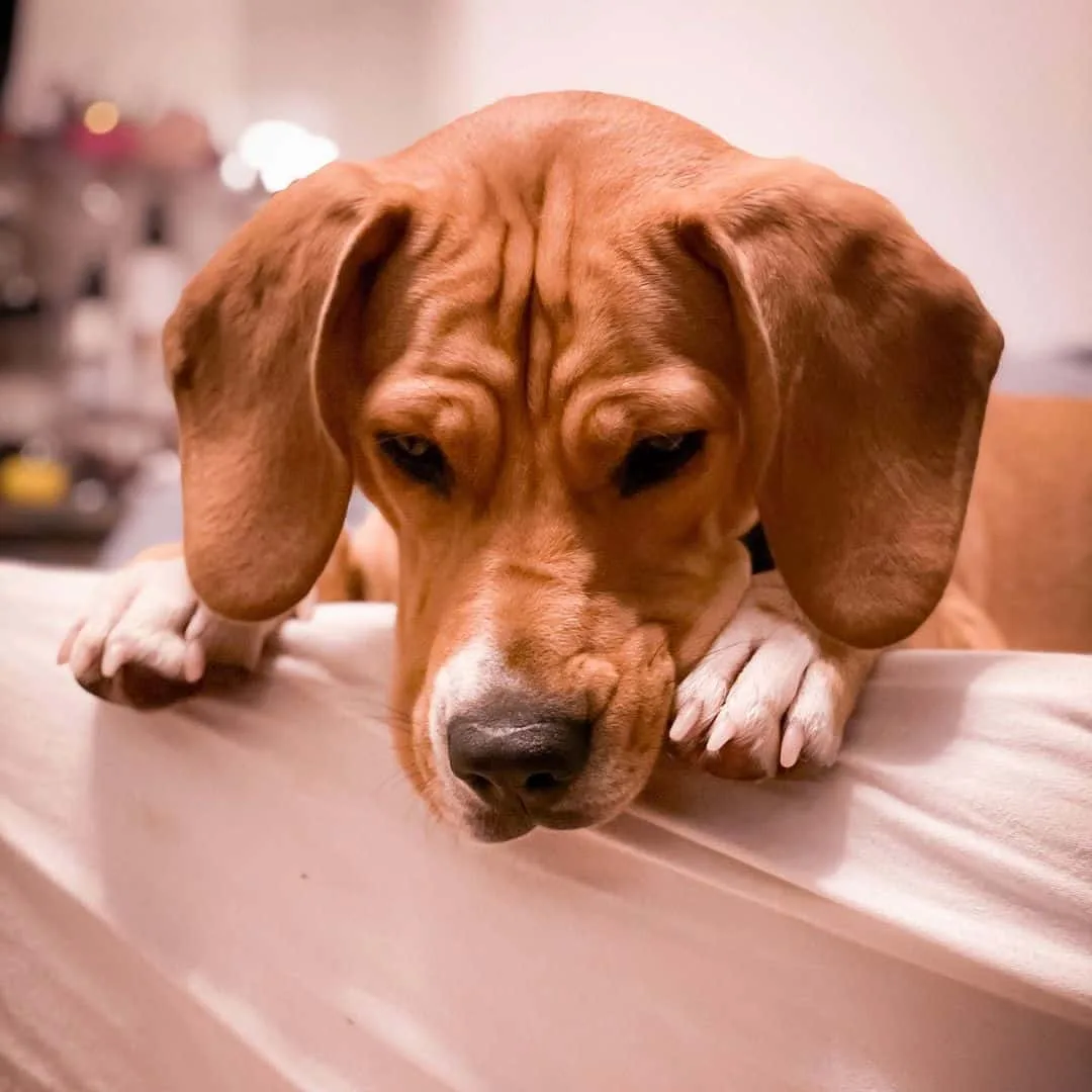 sad Coonhound Beagle mix at home