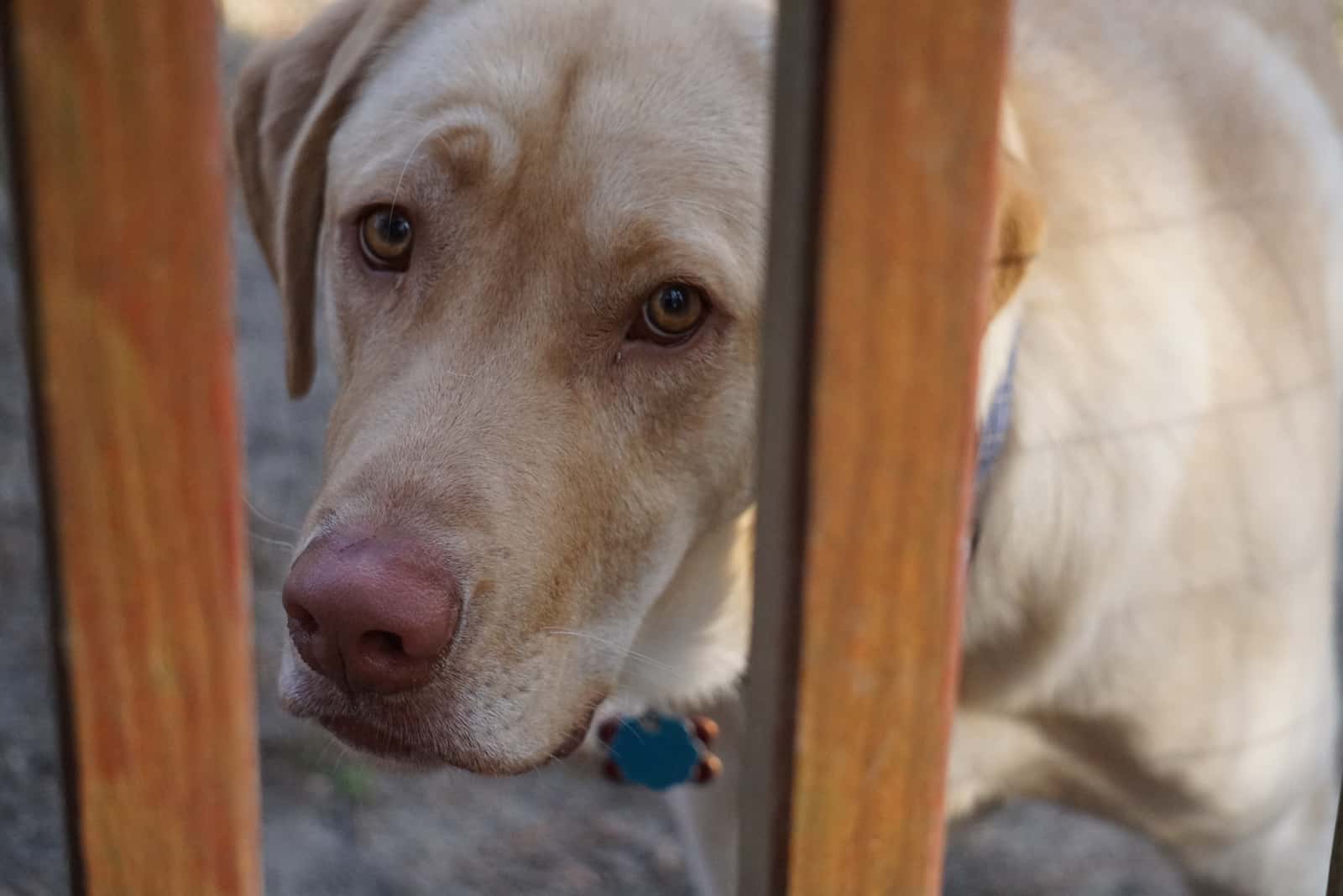 sad Dog Looking Through Wooden Gate