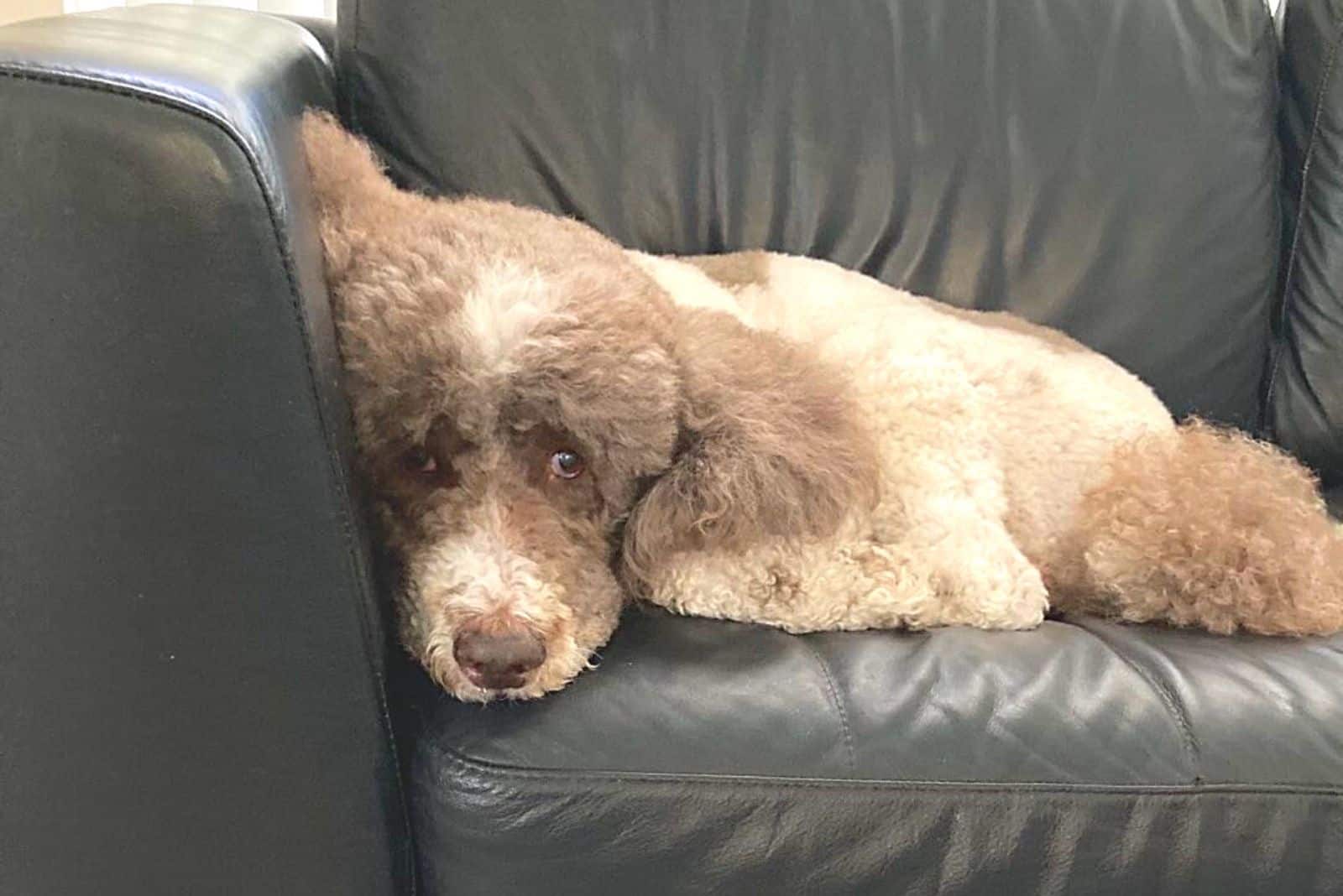 sad Parti Poodle lying on the couch