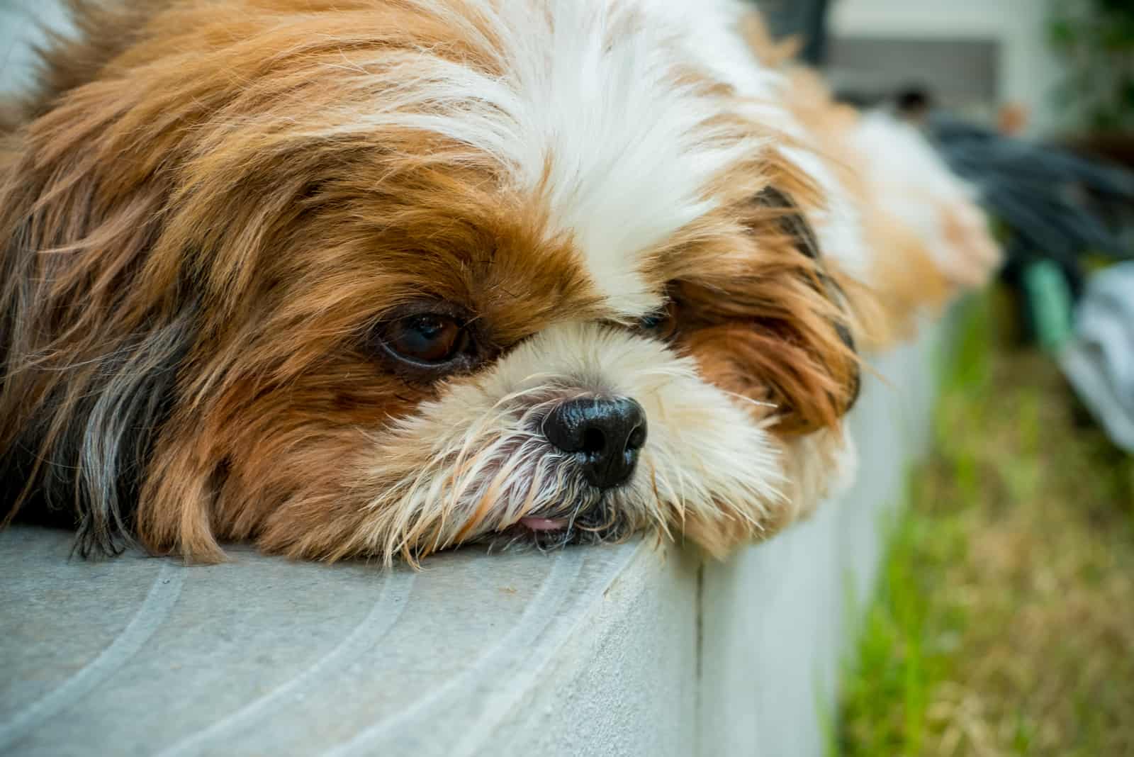 sad Shih-Tzu dog close up