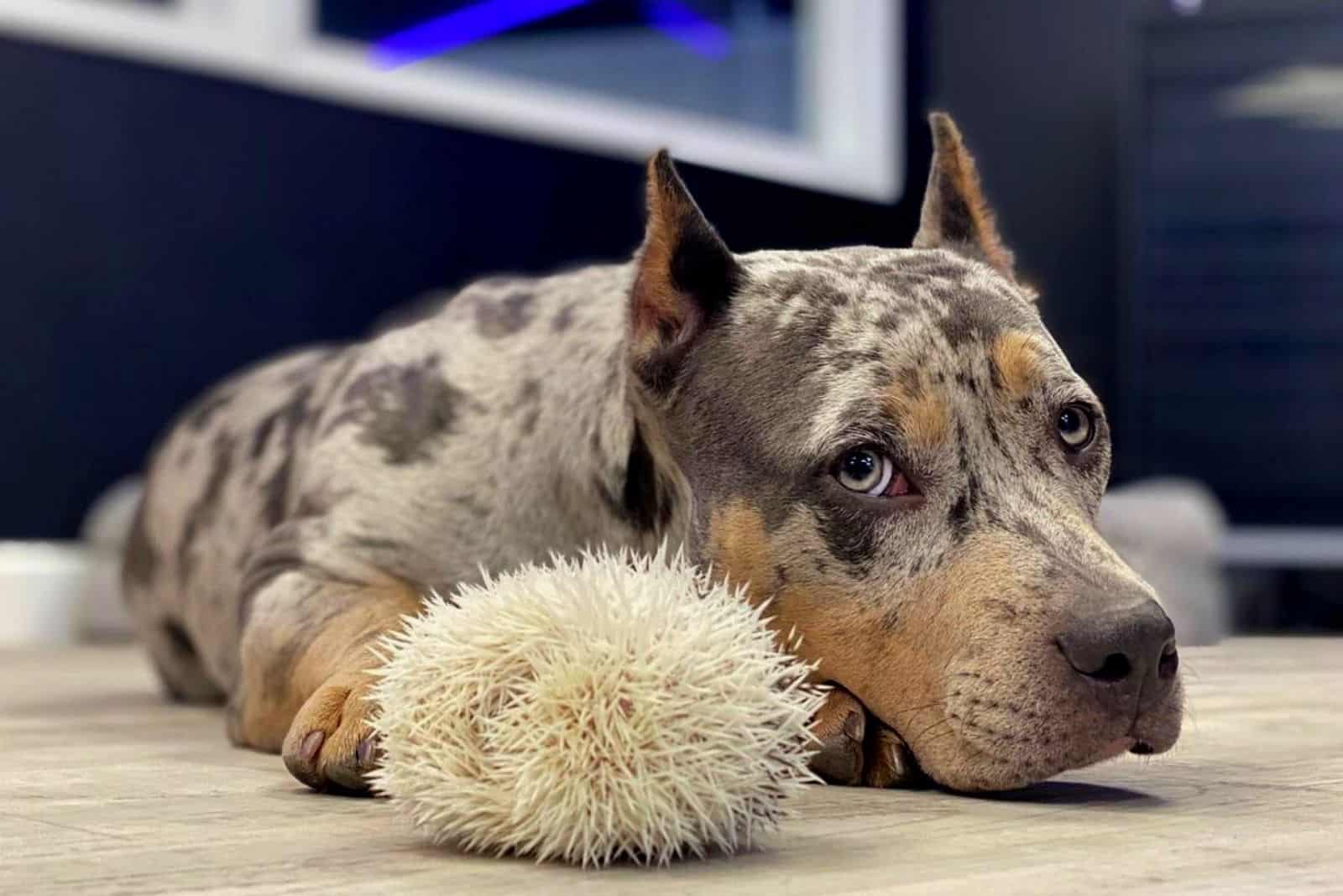 blue marrow pitbulls