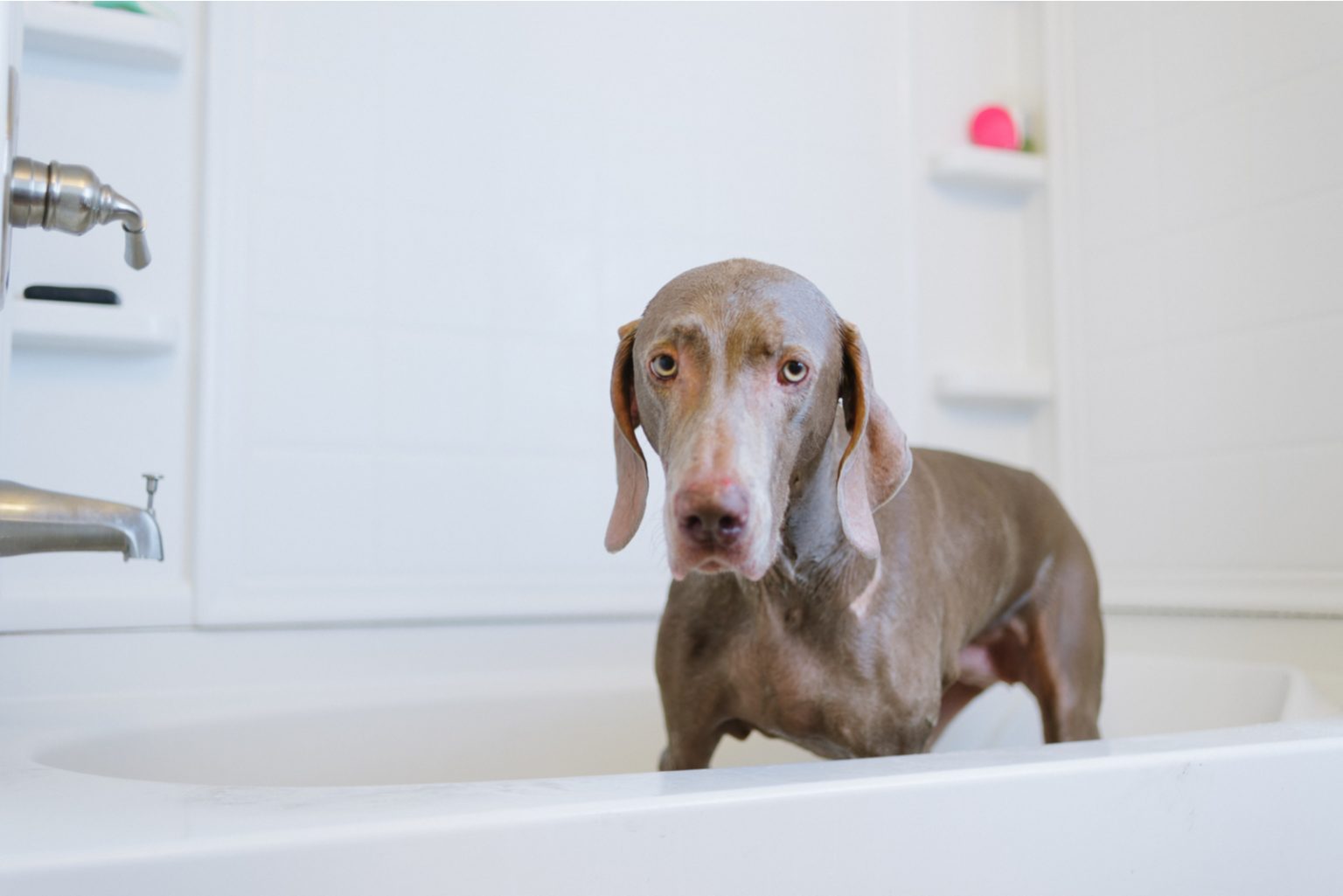 Do Weimaraners Shed? Advice On Grooming Your Weimaraner