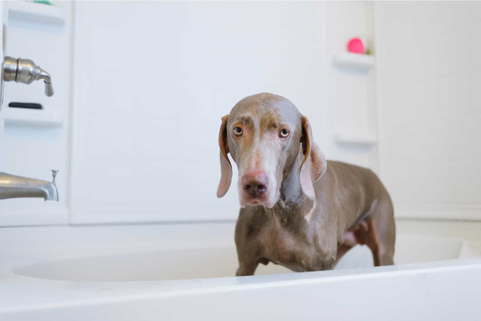 sad dog weimaraner in the bathtub