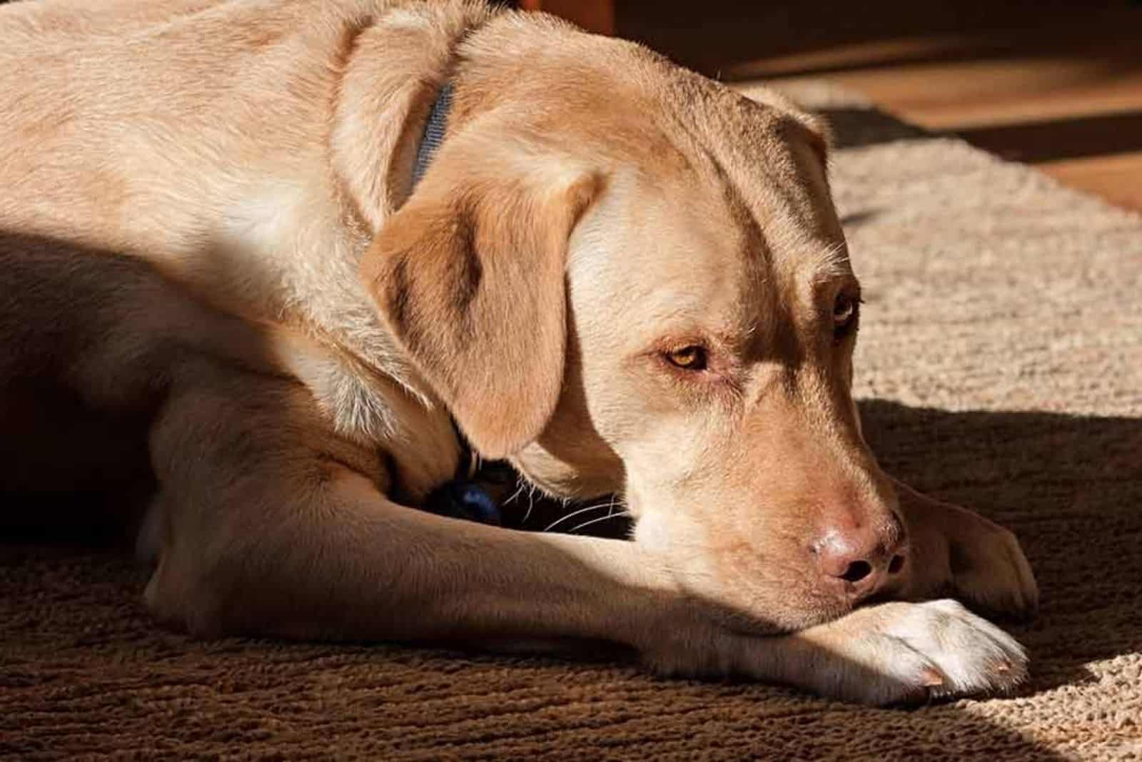 sad dudley labrador